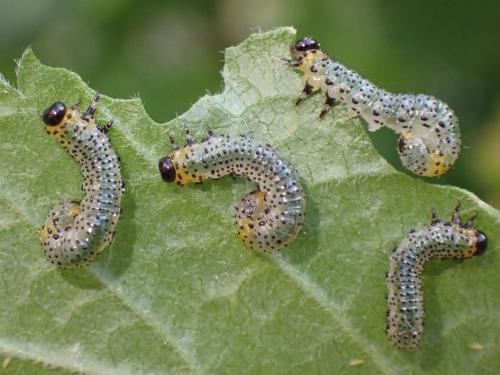 Réf. 303 840 : Euura ribesii